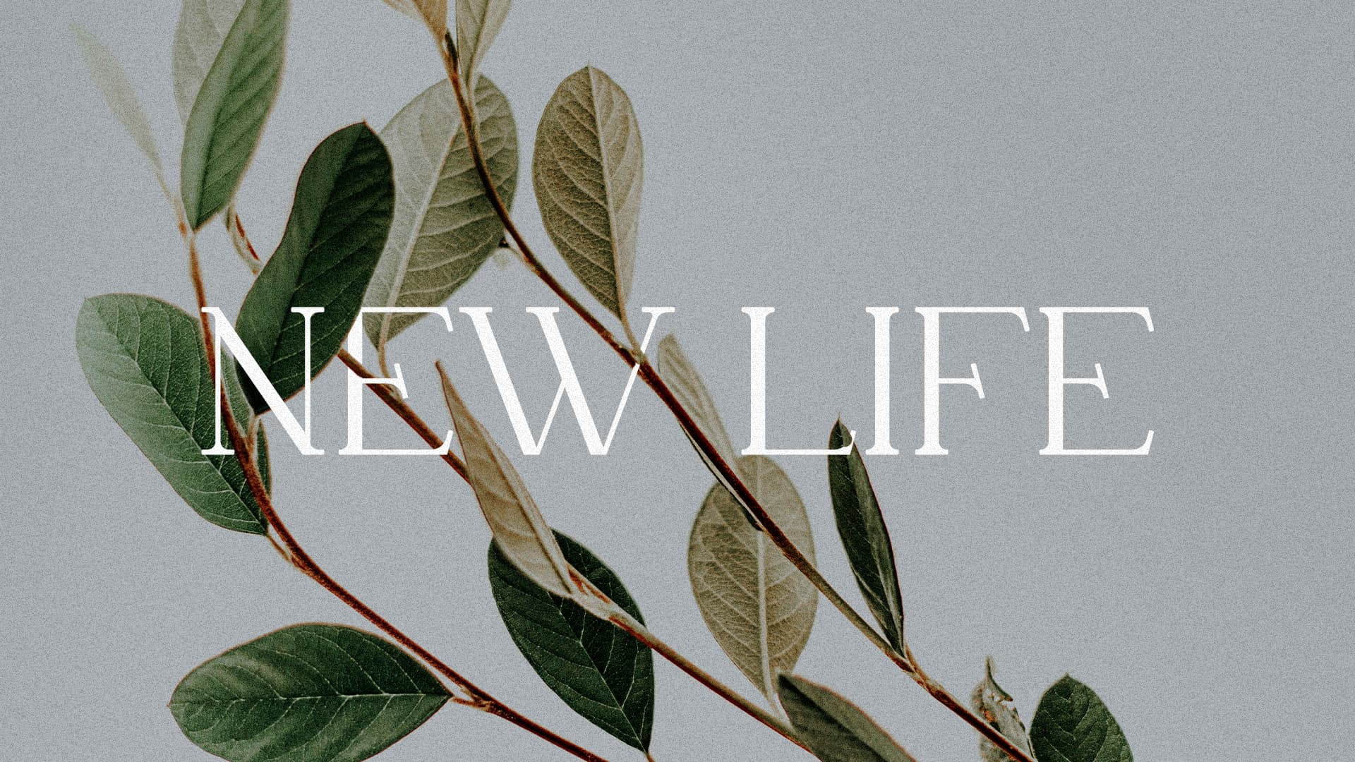 New Life